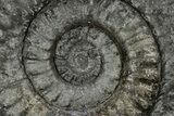 Spiny Jurassic Ammonite (Apoderoceras) Fossil - England #243511-4
